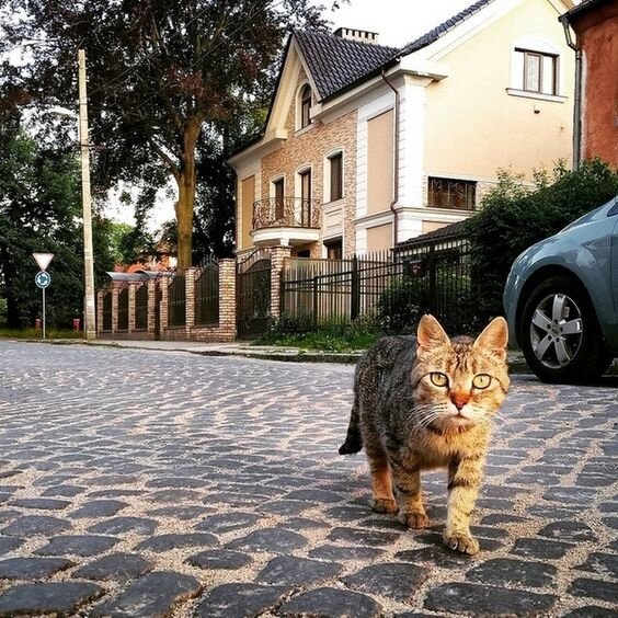 Уличный кот - Саша Позитив