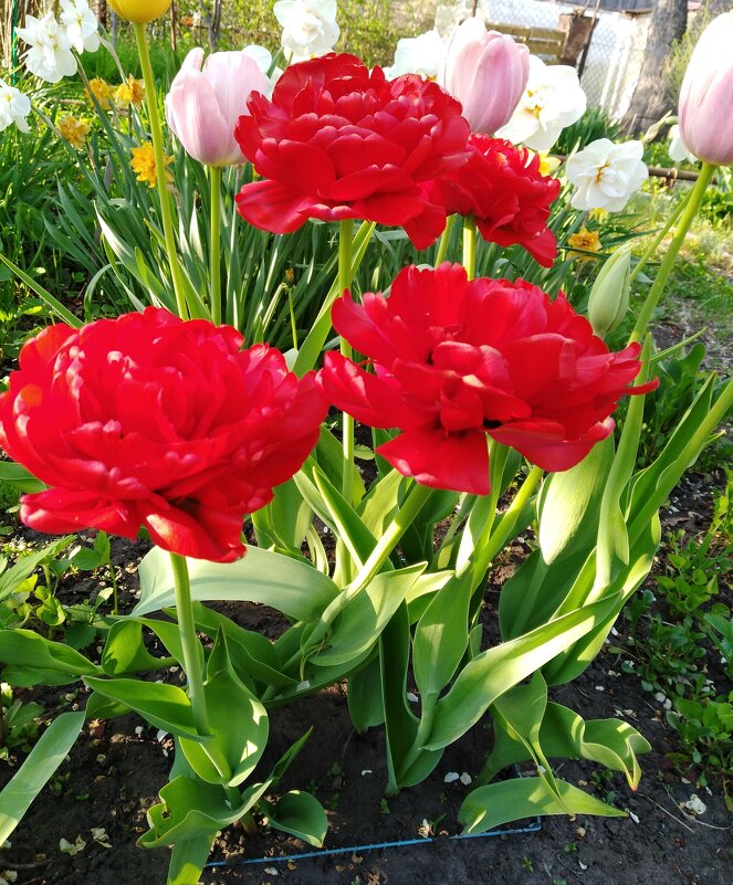 Тороплю цветение Тюльпанов - Нина Колгатина 