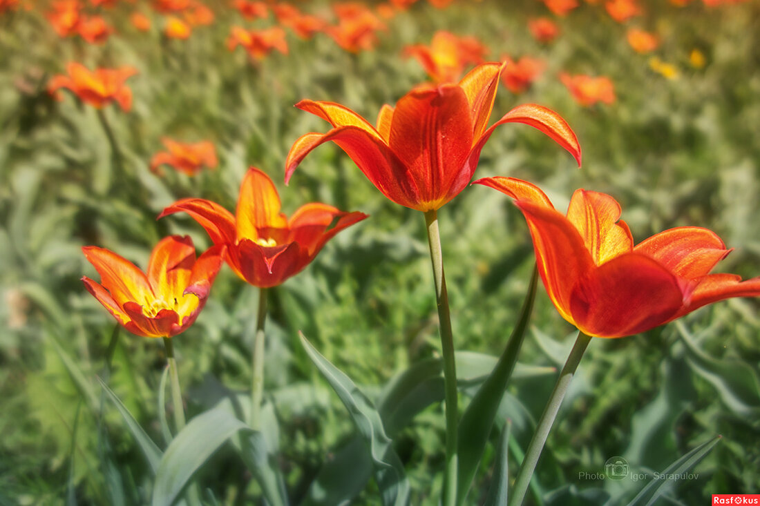 Красные тюльпаны - Игорь Сарапулов