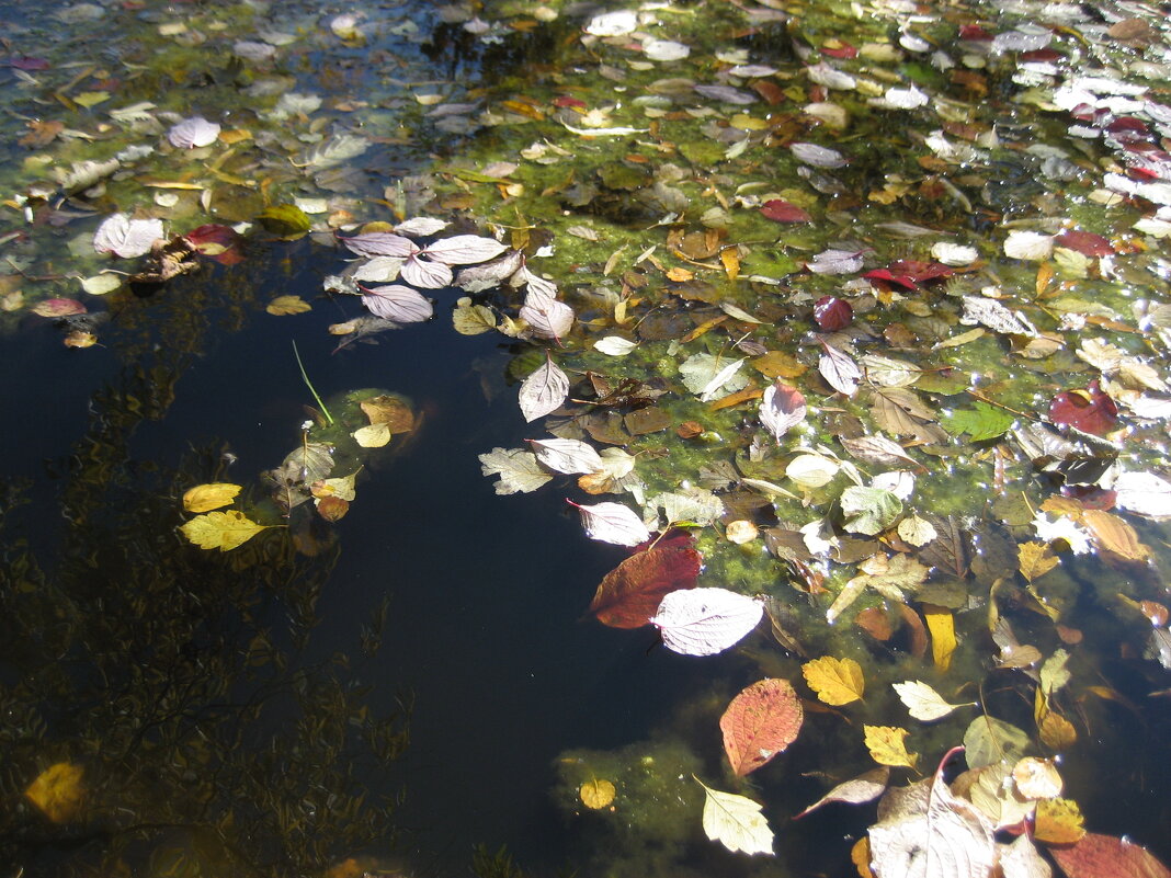 Осень в озере - Anna Ivanova