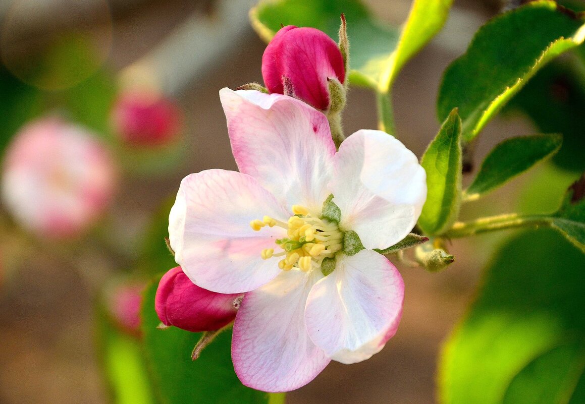 Первый цветок на яблоне - Александр Стариков