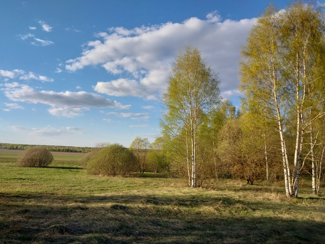 На краю берёзового леса - Tarka 