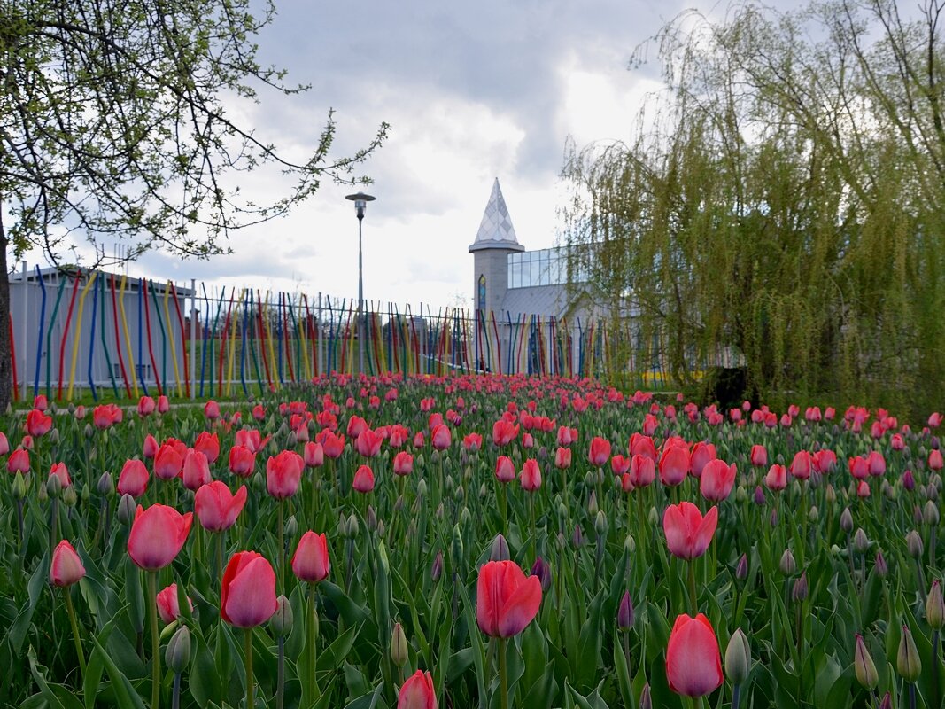 Тюльпаны в Белгороде - Сеня Белгородский