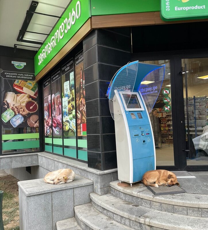 Собаки,в Тбилиси - Георгиевич 