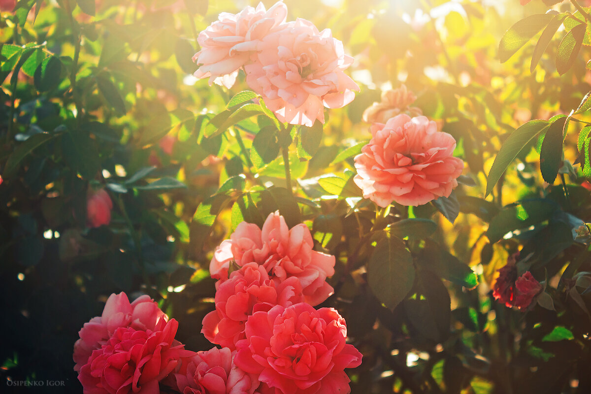 Красивые цветы в лучах солнца - Игорь Осипенко