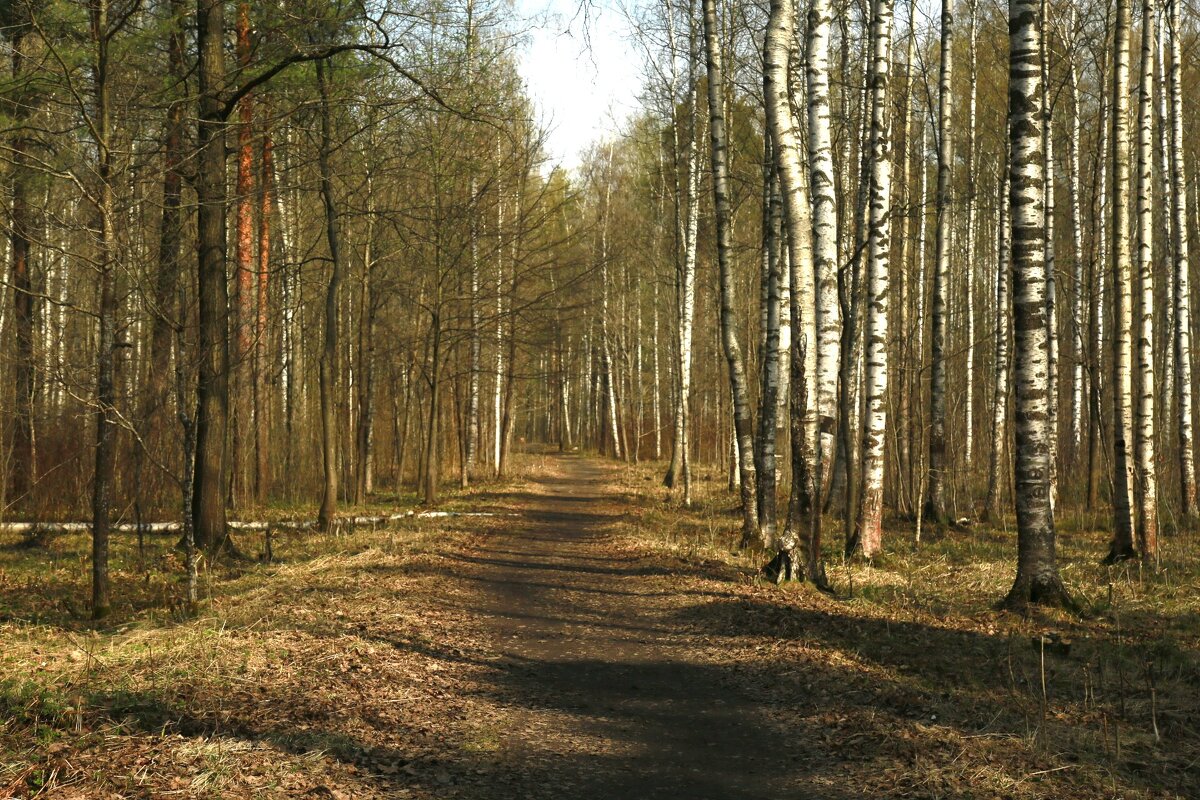 Весенний день - Танзиля Завьялова