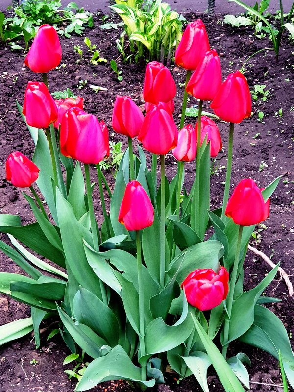 Цветы весны...Праздник тюльпанов... - ГЕНРИХ 