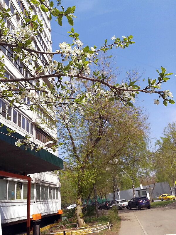 Городские зарисовки. - Ольга Довженко