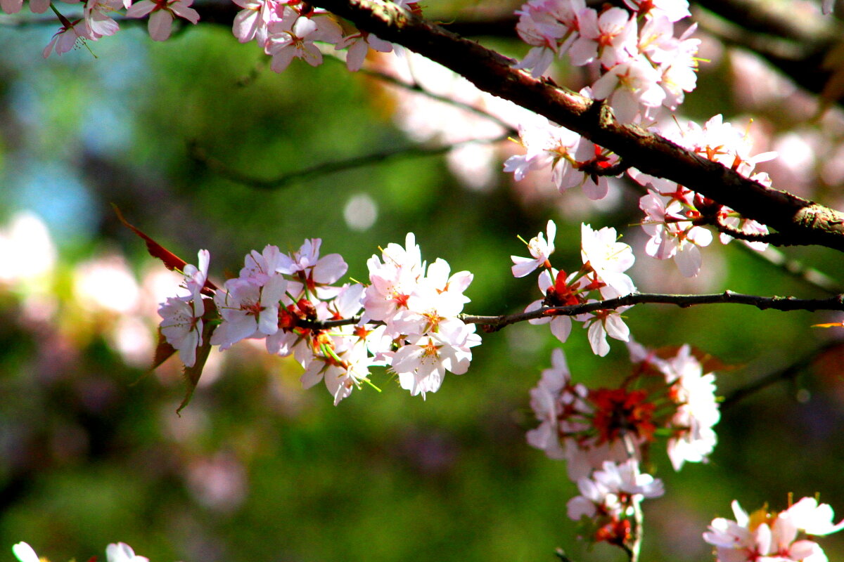 Пора цветения   Сакура - олег свирский 
