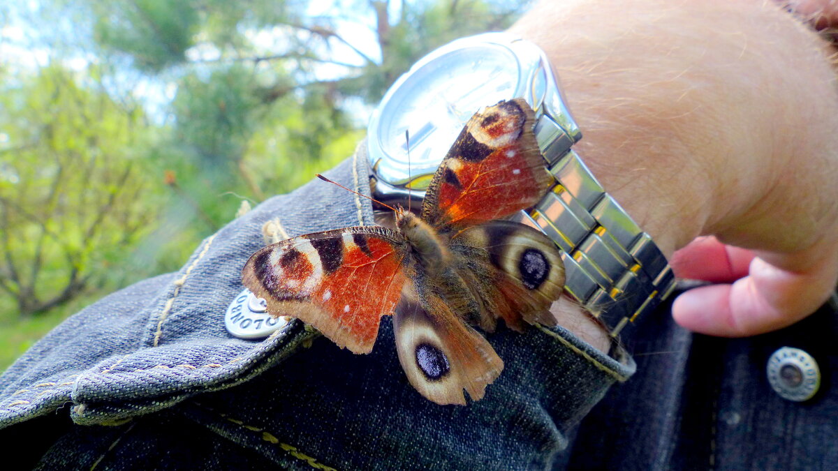 бабочки, снятые сегодня:  павлиний глаз дневной - Александр Прокудин
