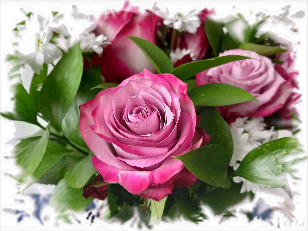 Розовые розы - veera v
