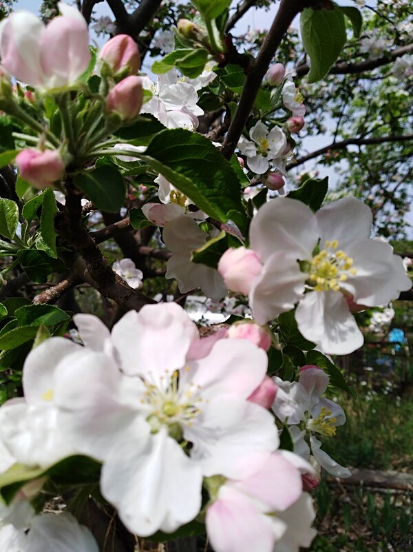 Урожайный год на яблоки - Нина Колгатина 