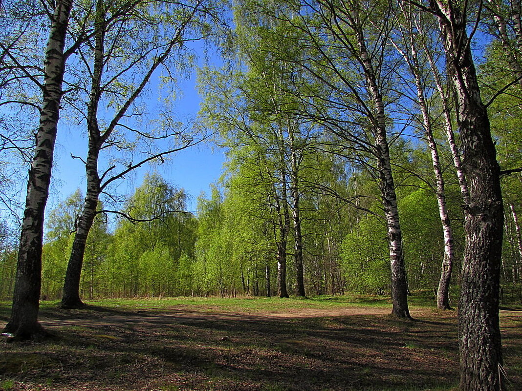 Природа за городом - Лидия 