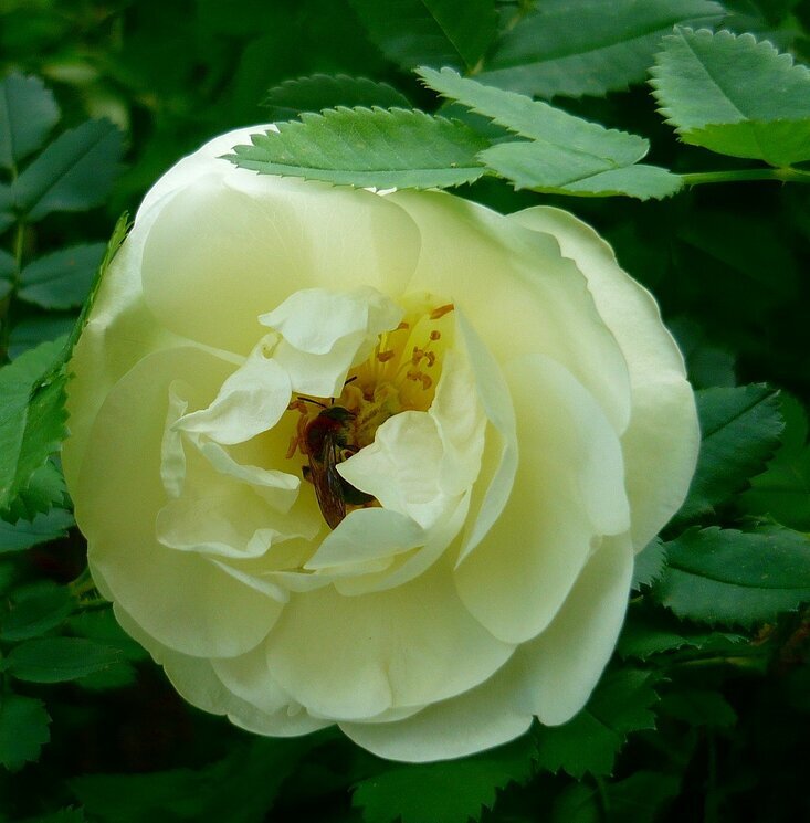 Белая роза - Вера Щукина