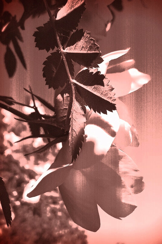Роза  шиповника. Винтаж - Фотогруппа Весна