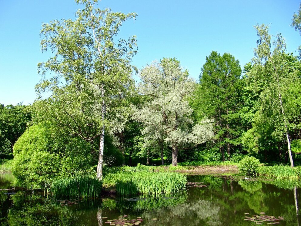 В парке - Вера Щукина