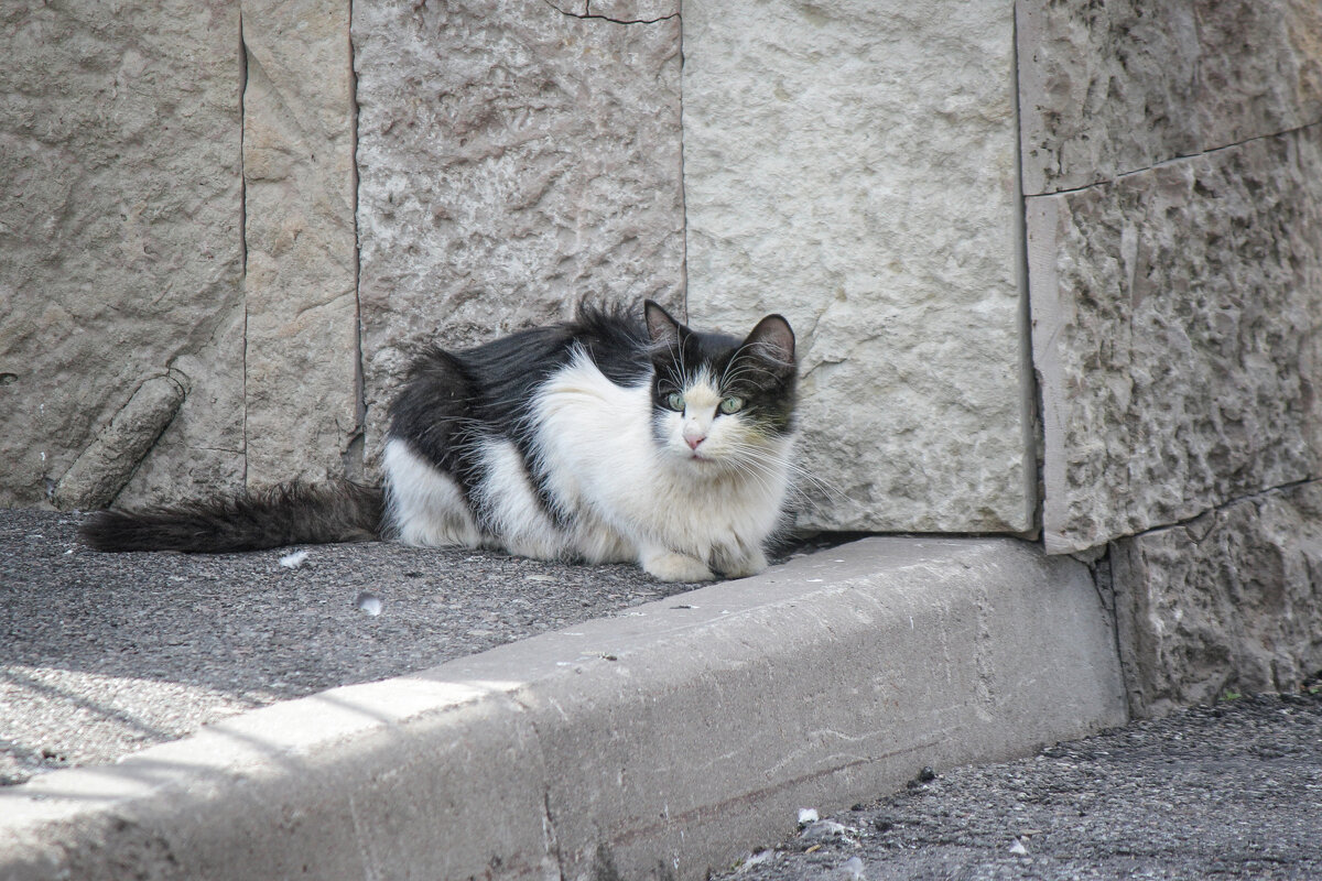 Кот, гуляющий сам по себе - Светлана К