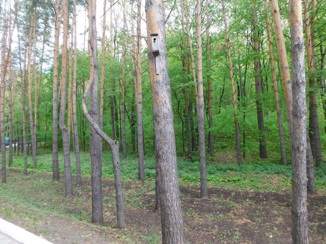 Сосновый бор в Билярске , РТ - Наиля 