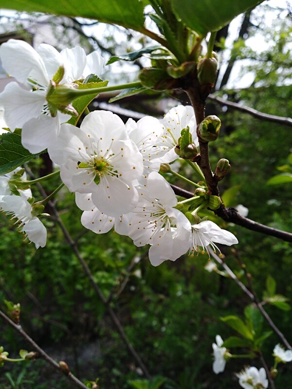 Цветёт вишня - Нина Колгатина 