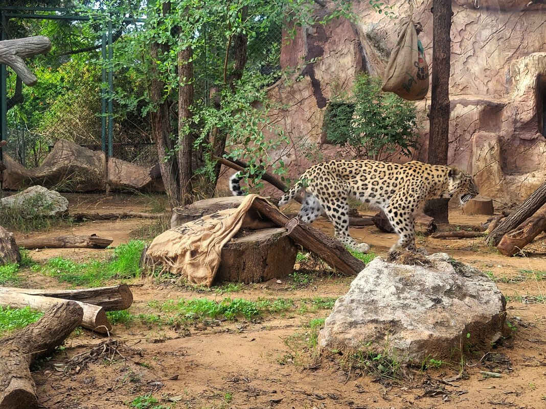 Леопард в парке Америки. - Светлана Хращевская