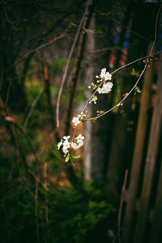 Вишня цветёт - Светлана Мишенёва