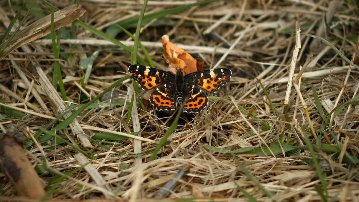 Map Butterfly perched on the grass on a spring day - Sergey Sonvar