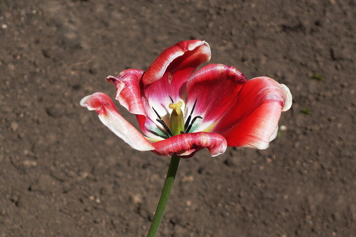 Цветок тюльпана - Маргарита Батырева