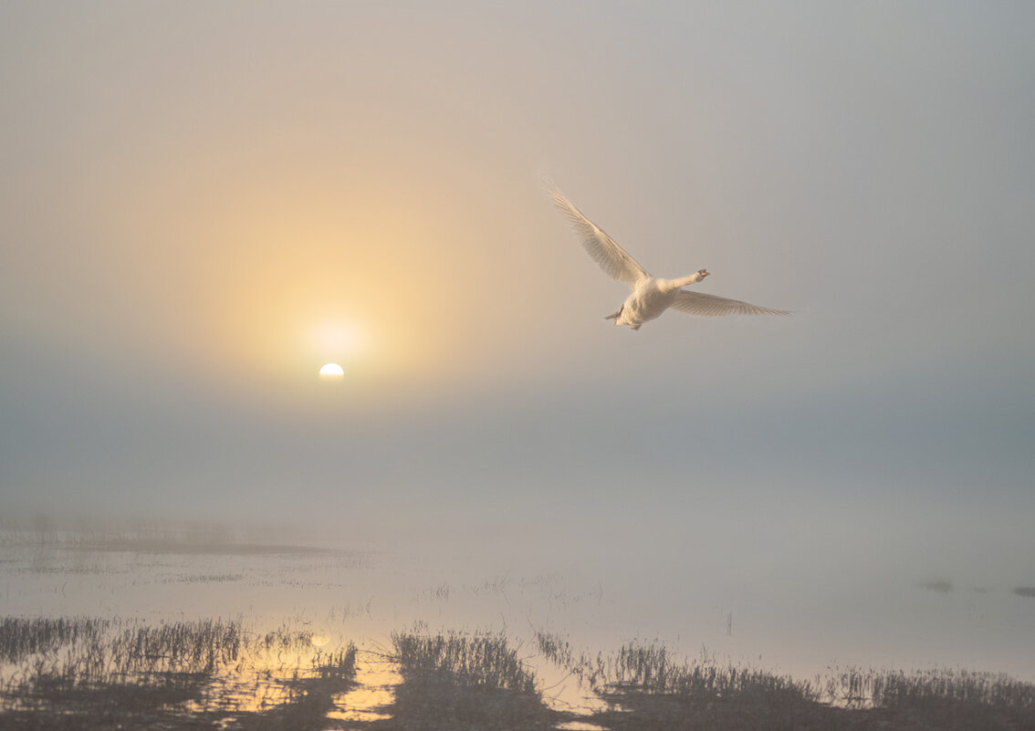 "Лебедь в тумане" - Сергей Степанов