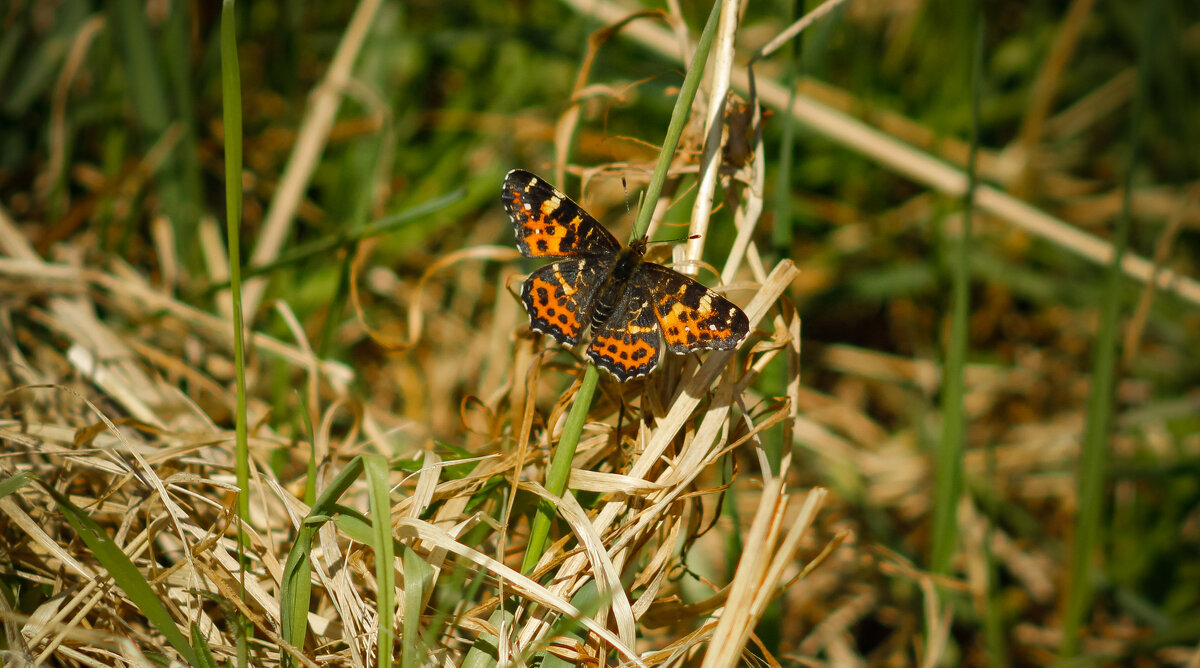 Map butterfly on a blade of grass in the sunlight on a May day - Sergey Sonvar