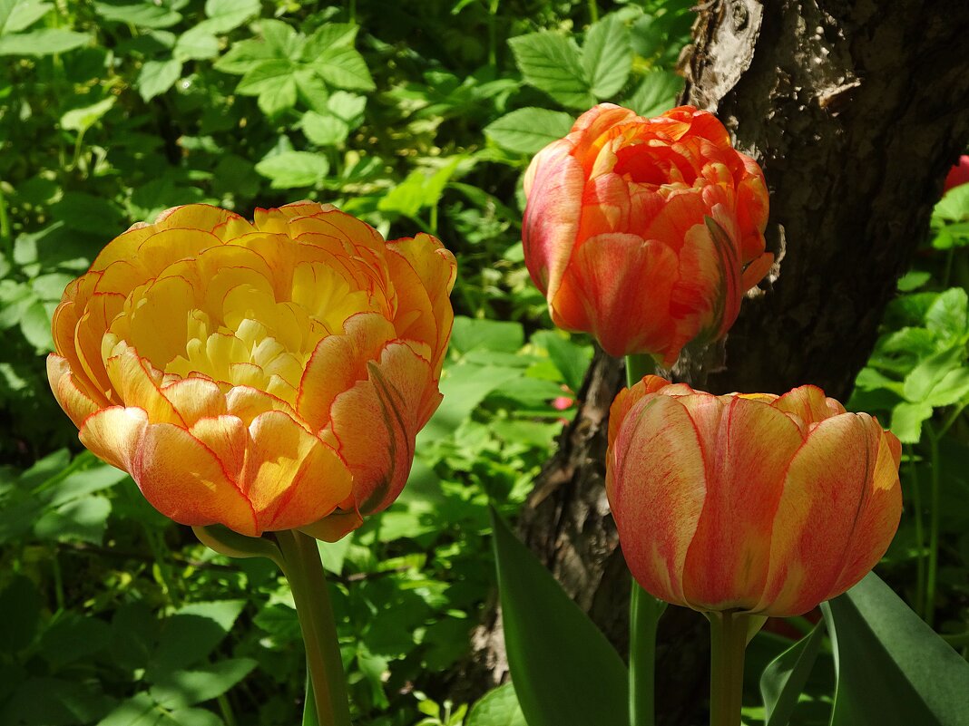 Весна, тюльпаны - Лидия Бусурина