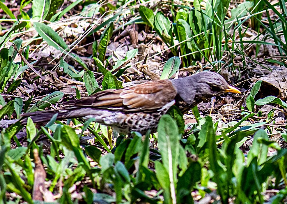 Птица в траве прячется - Светлана SvetNika17