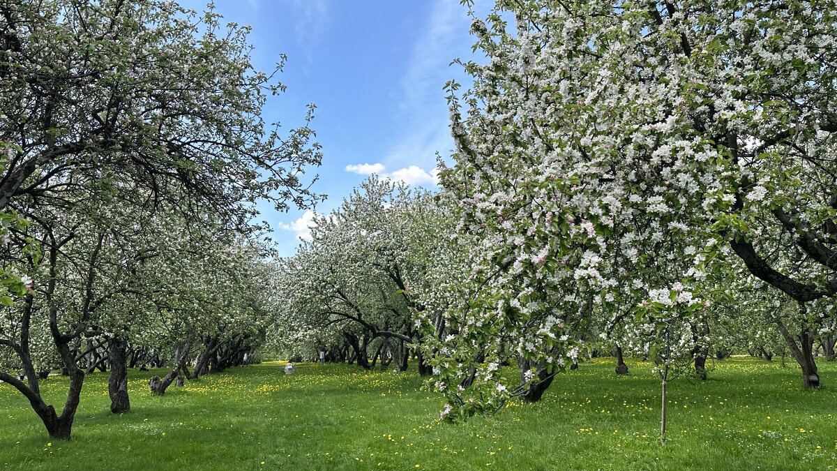 Цветут яблони в Коломенском - <<< Наташа >>>