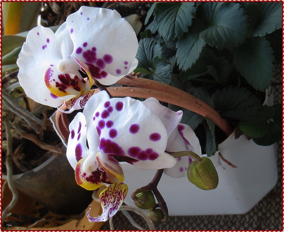 Орхидея - Тарасова Вера 