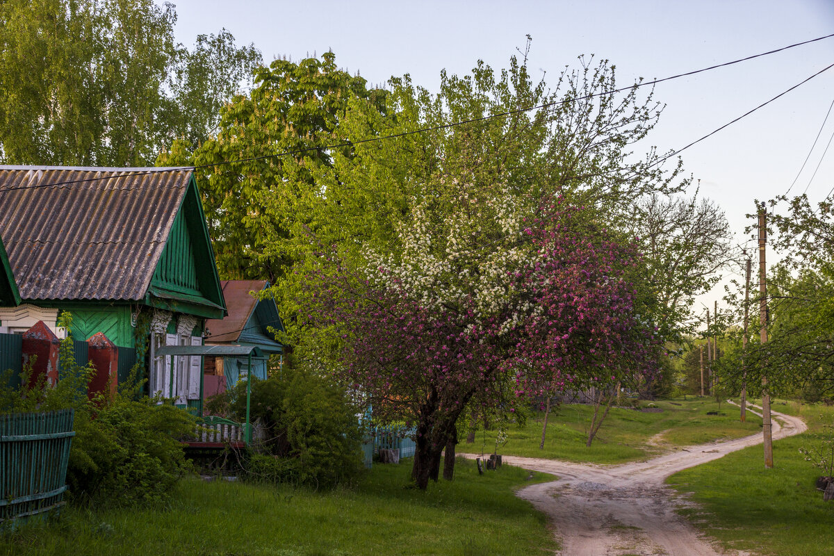 Яблони цветут - оксана 