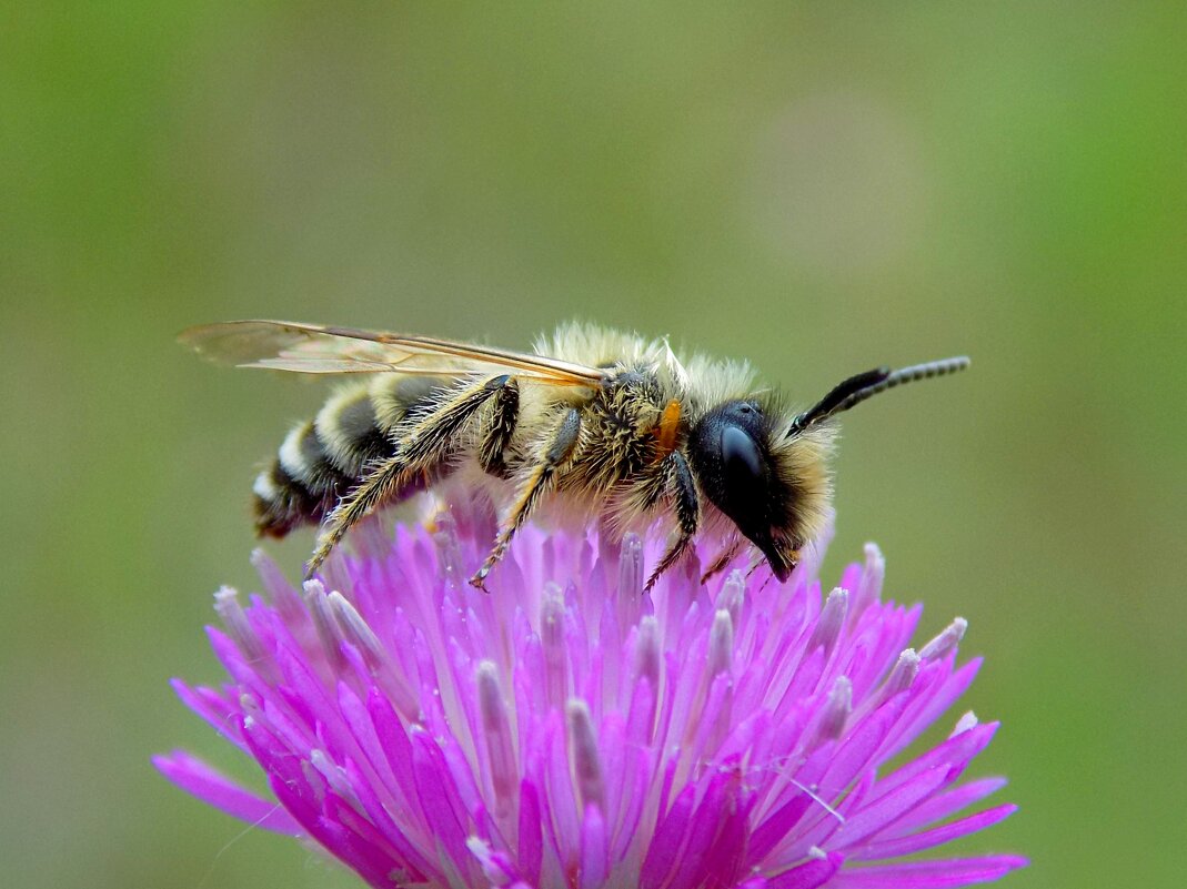Пчёлка и цветок - Константин Штарк
