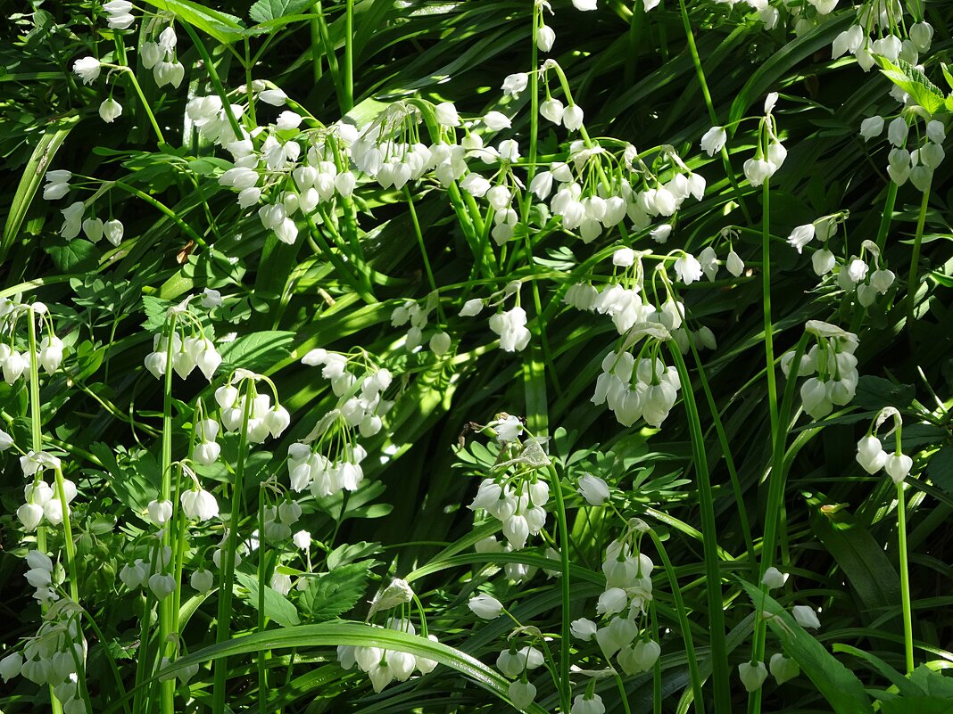 Лук стра́нный (лат. Allium paradoxum) - Лидия Бусурина