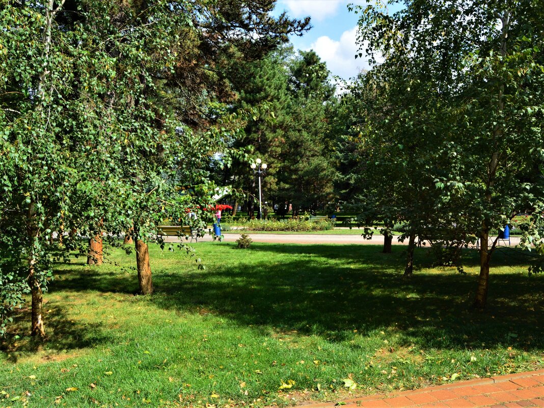 Краснодар. Молодые берёзки Городского сада. - Пётр Чернега