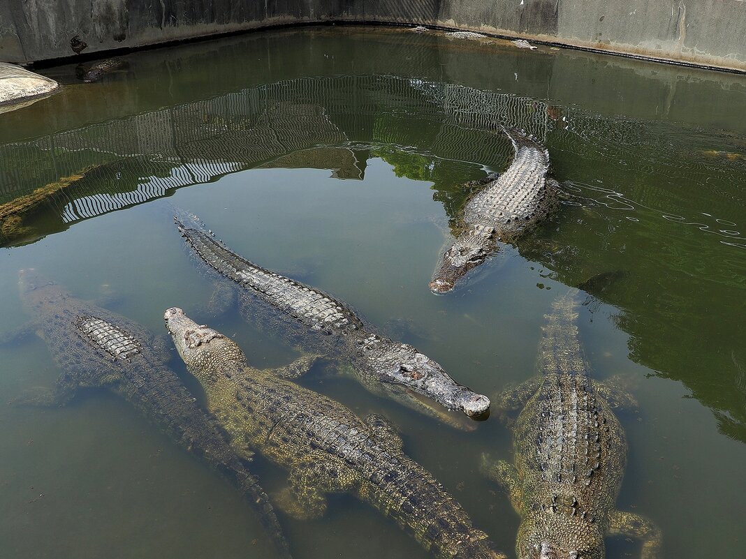 Beppu Япония Крокодиловая ферма Онияма Дзигоку в горячих источниках - wea *