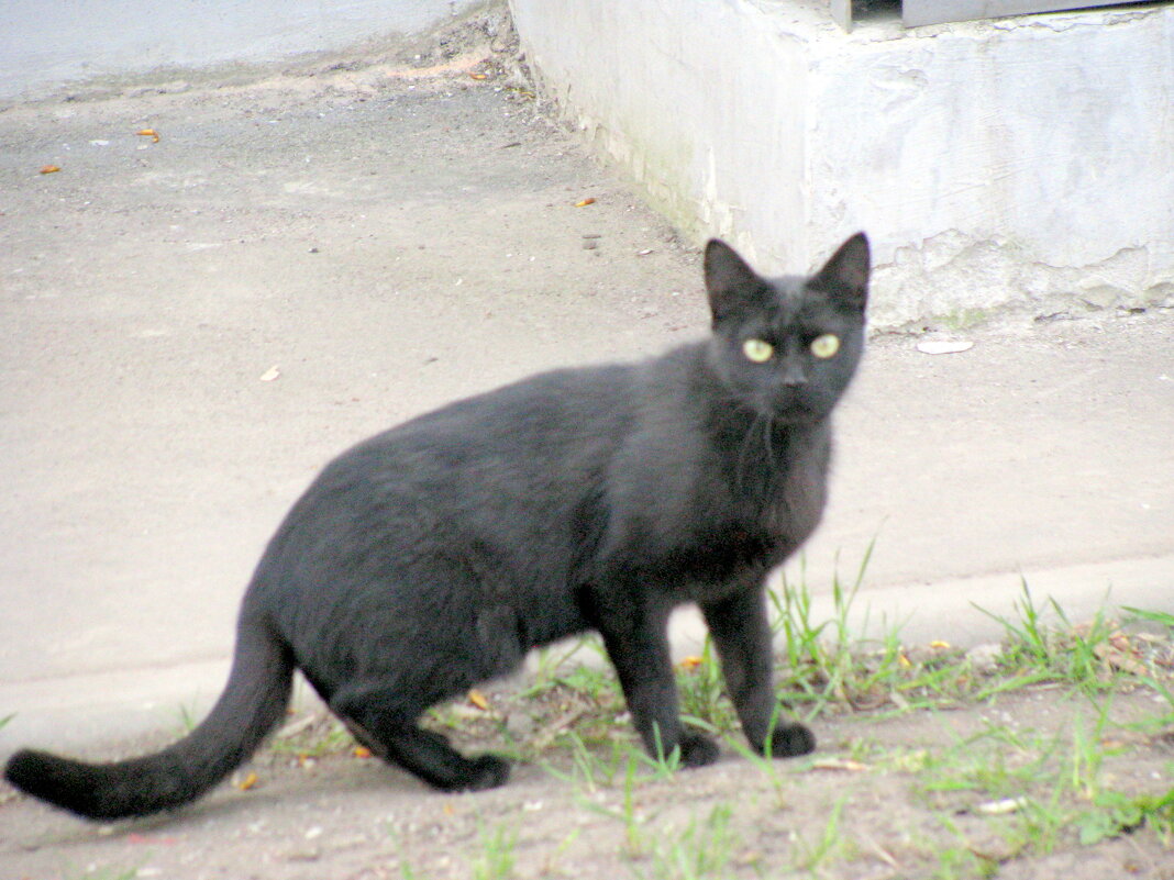 Черный кот за углом... - Владимир Драгунский