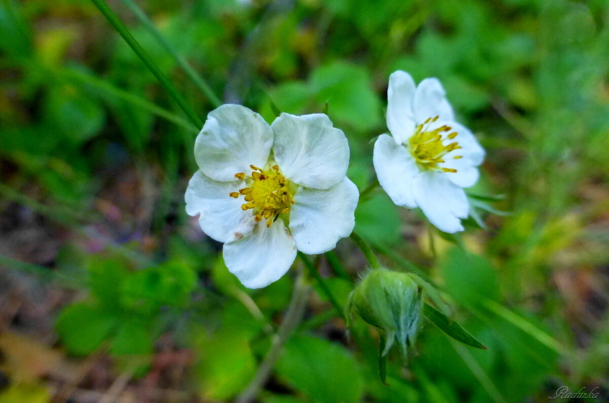 Цветы земляники лесной - Raduzka (Надежда Веркина)