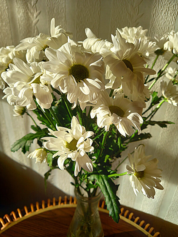 Лохматые хризантемы - Алевтина 