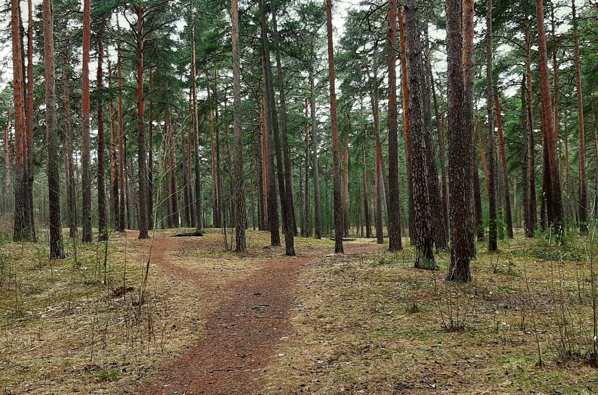 Сестрорецкие пейзажи - Наталья Герасимова