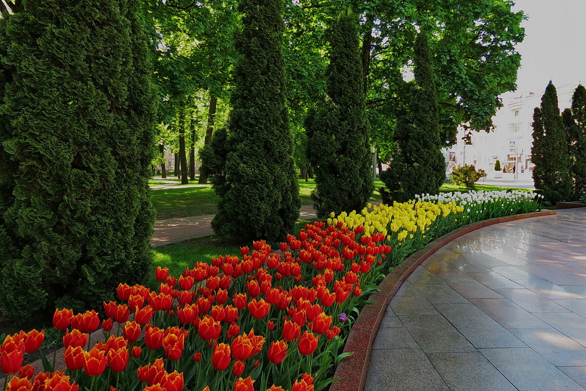Тюльпаны завладели городом - Liliya Kharlamova