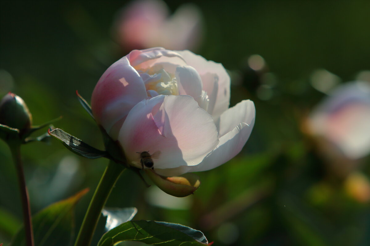 Белое и розовое в лучах солнца - Виктор 
