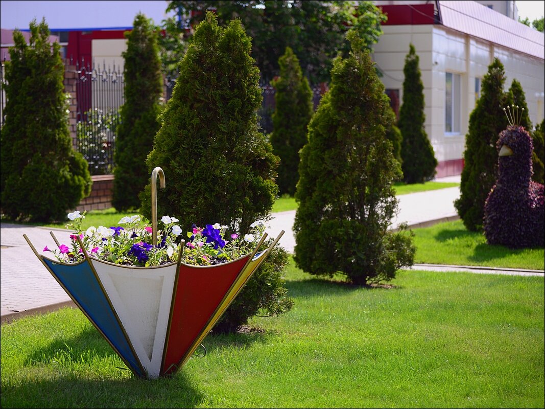 Зонт - Сеня Белгородский