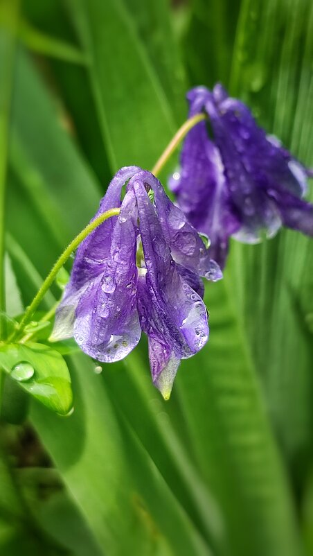 Цветы после дождя - Marina Timoveewa