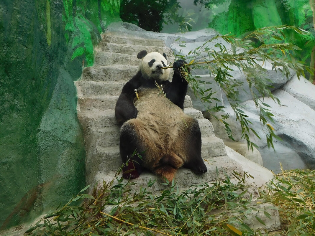 Большая панда в Московском зоопарке - Наиля 