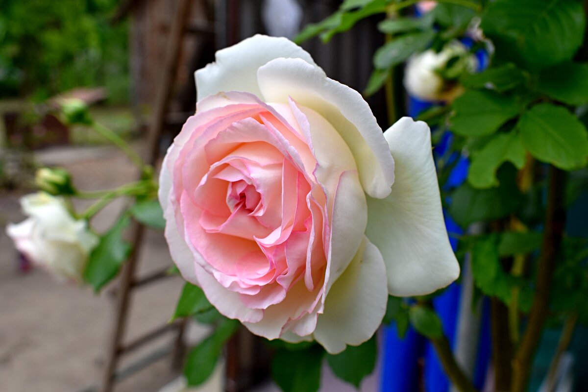 Вьющаяся роза - Константин Штарк