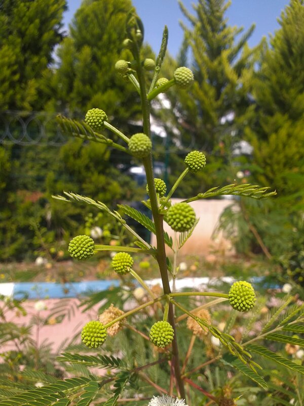 Mersin. - Murat Bukaev 