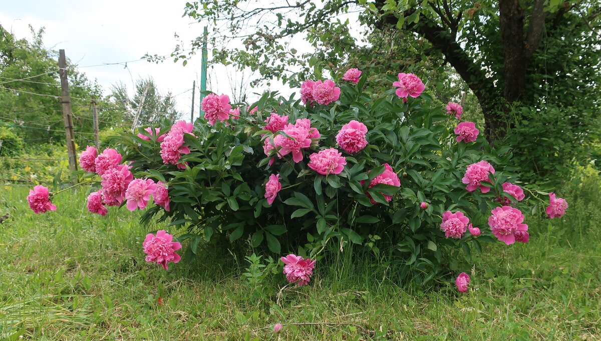 Розовые пионы - Gen Vel